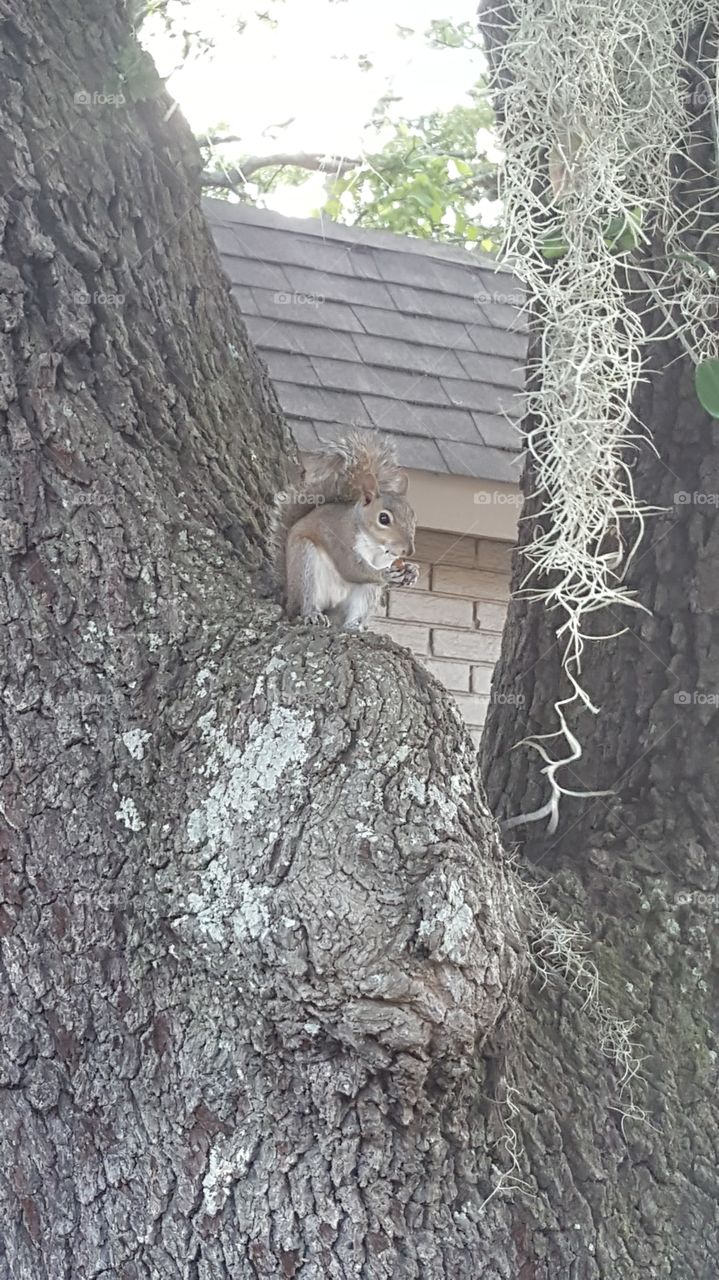 cutest squirrel in a tree