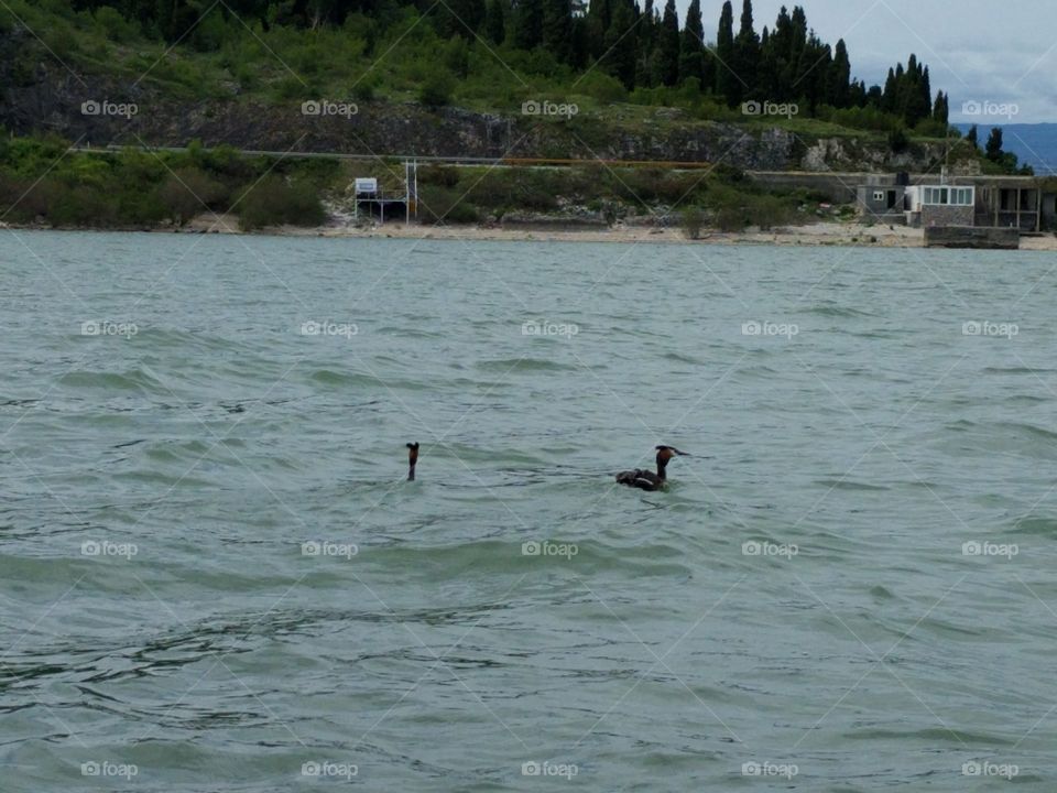 Skadar Lake Ducks