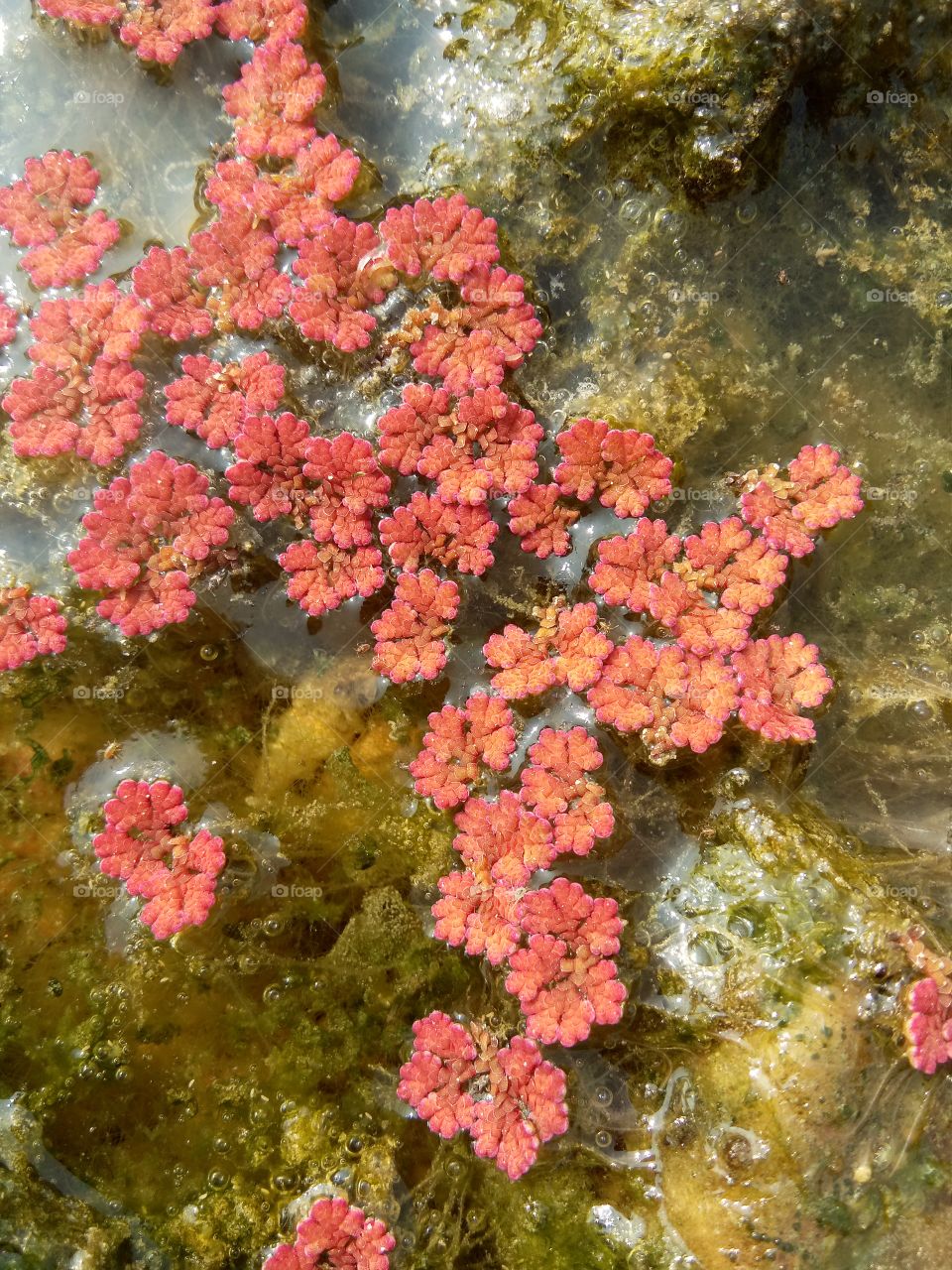the beautiful color water plants