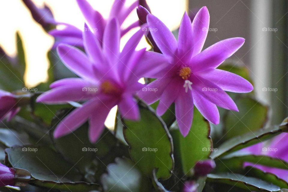 Close-up of purple flowers