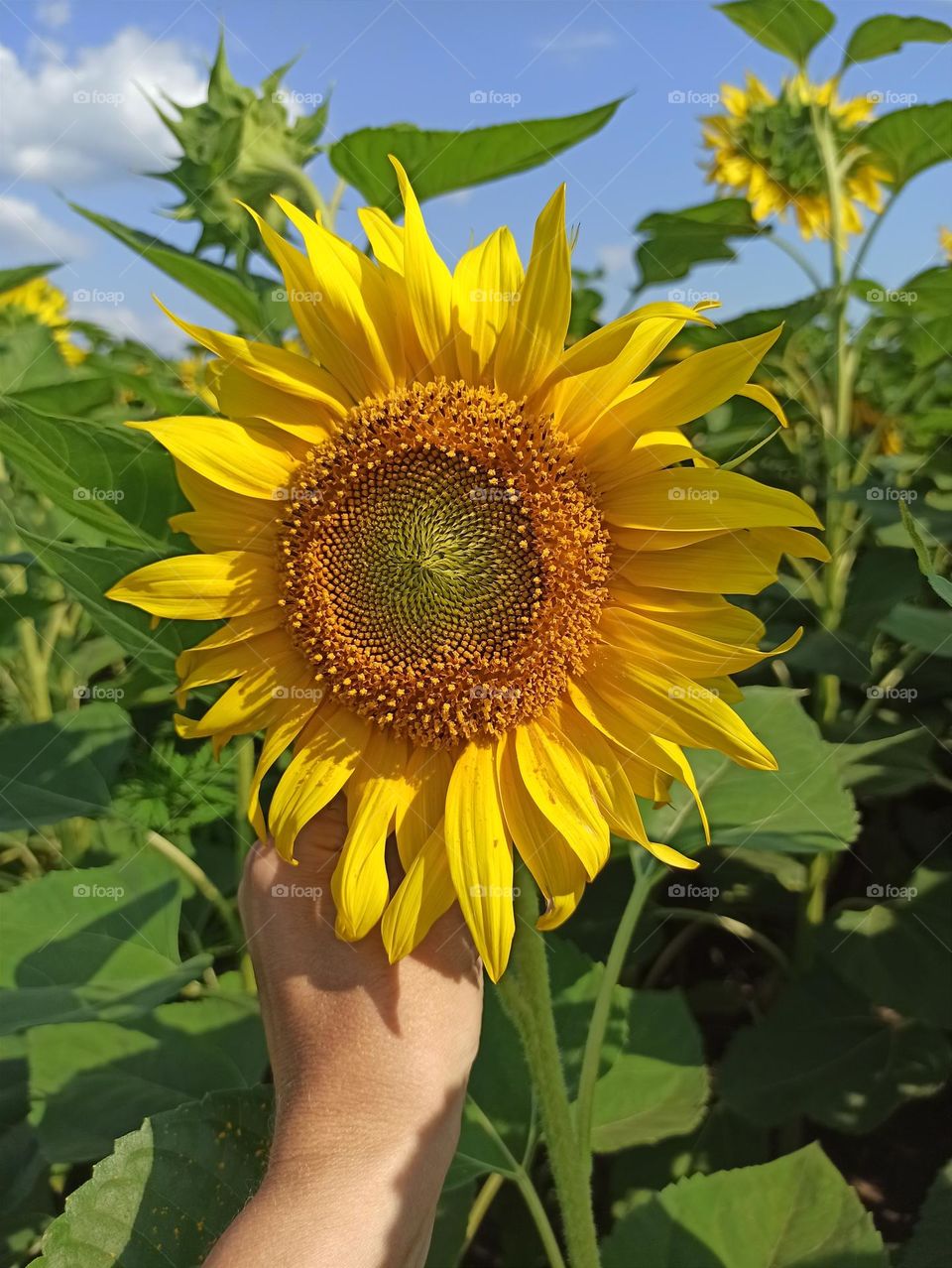 sunflower, Ukraine