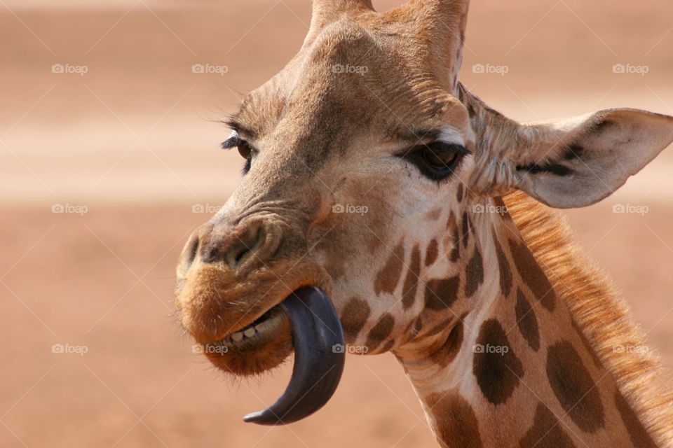 Close-up of giraffe with sticking out tongue