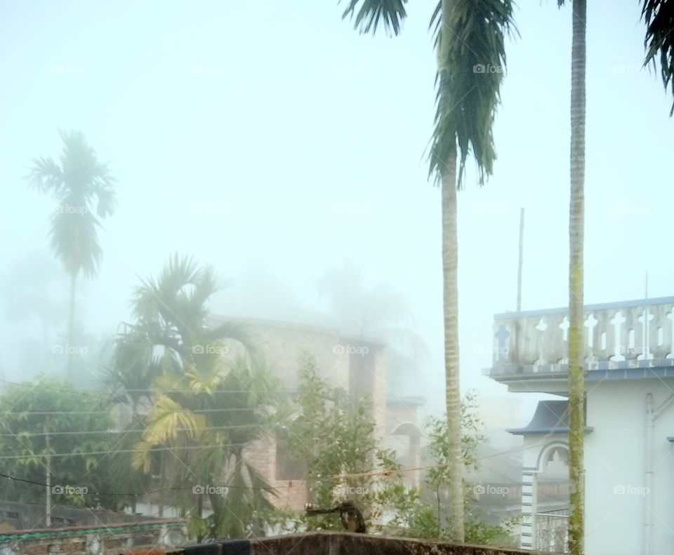 The winter
fog in a wintery dawn