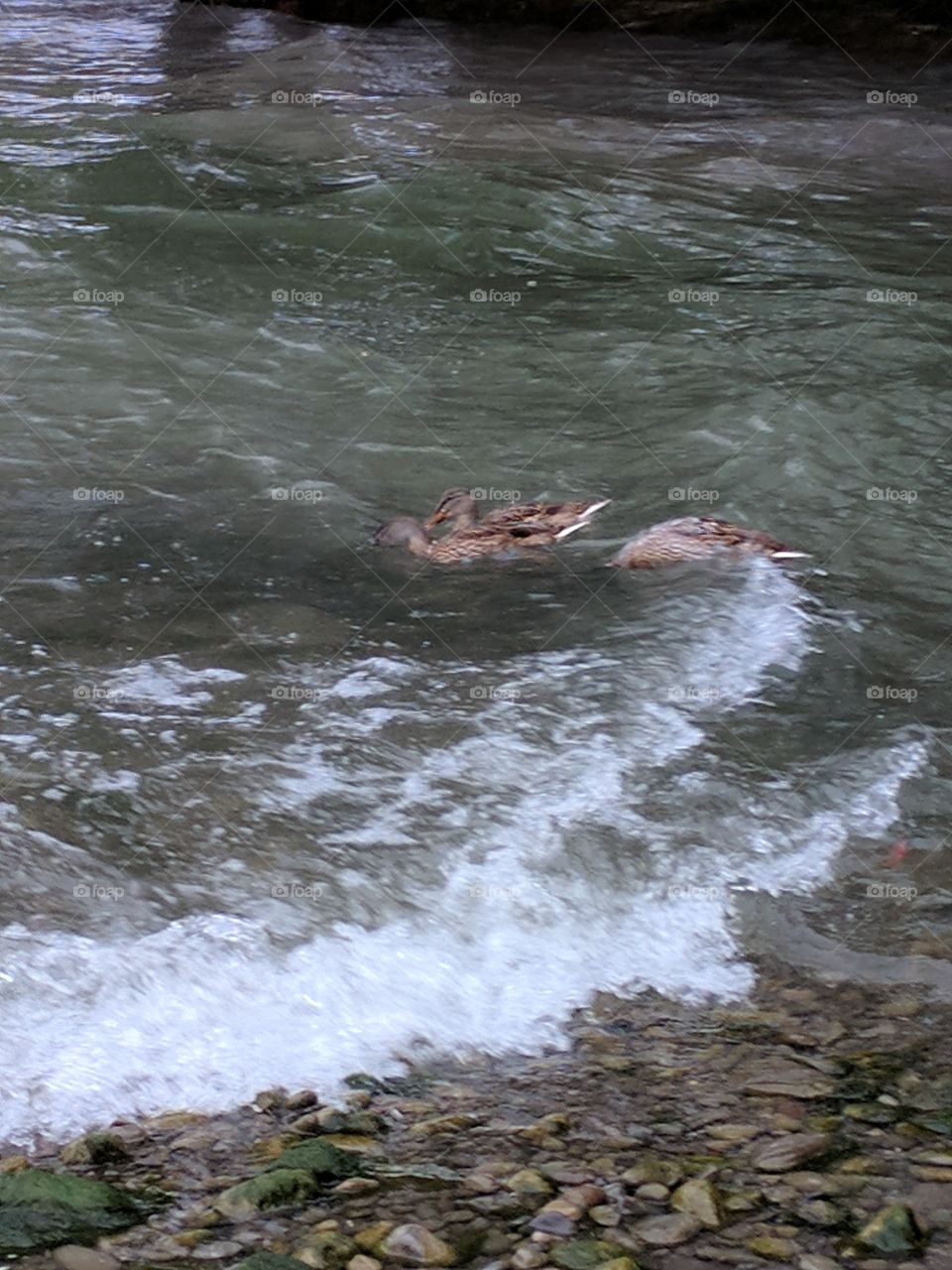 Ducks fighting waves