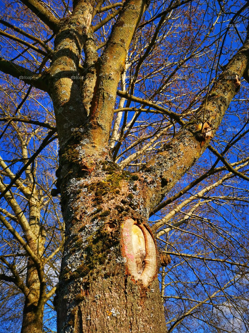 Tree | nature | blue sky