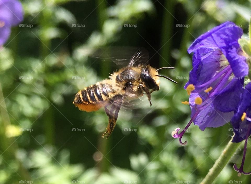 Honeybee collecting pollen 