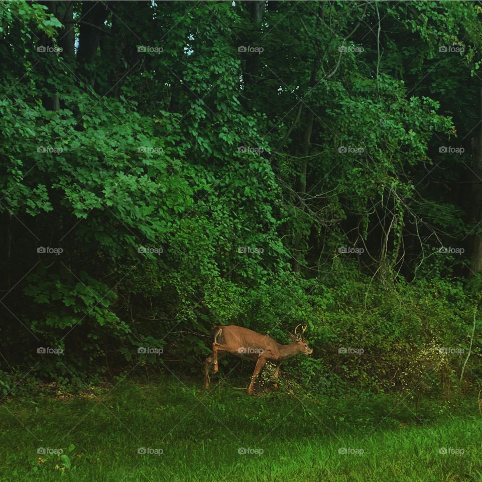 Deer in the trees