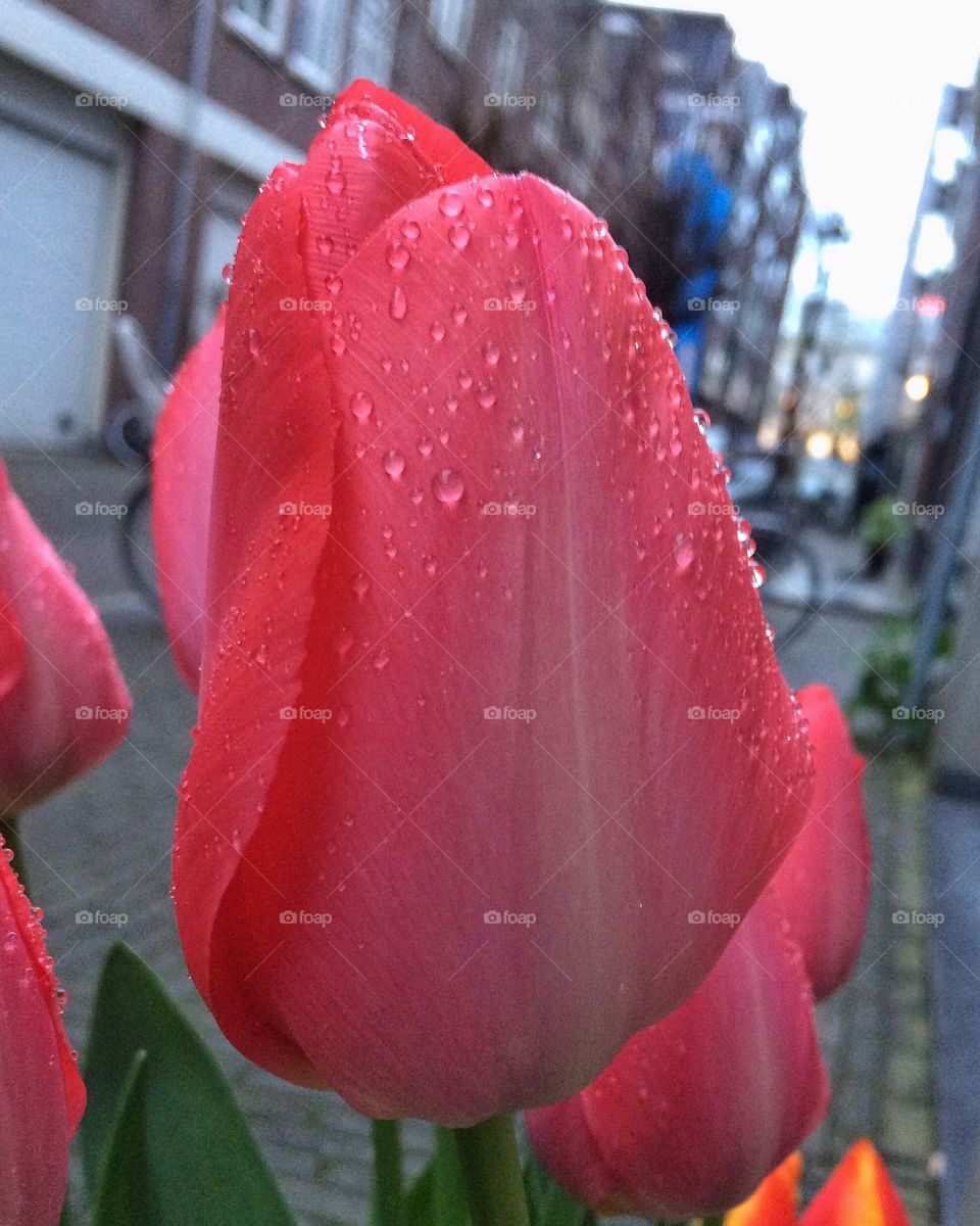 Waterdrops on pink tulip