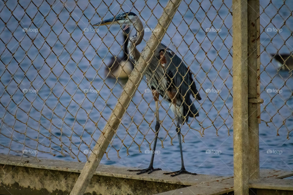 What appears to be a Great Blue Heron on the other side of the fence at a dock in Texas. What an intimidating and incredible creature. 