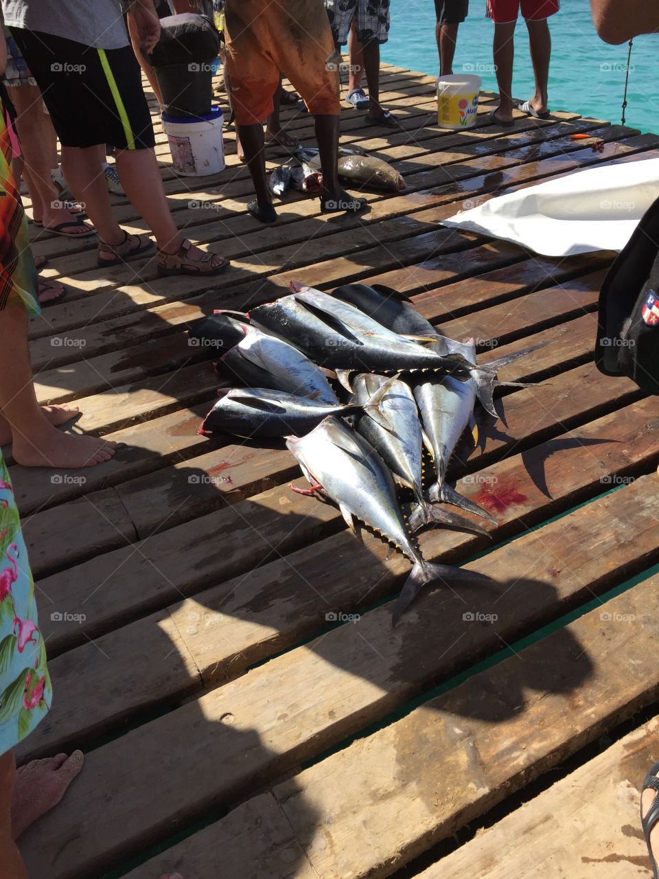 Low section of men and fishes on pier