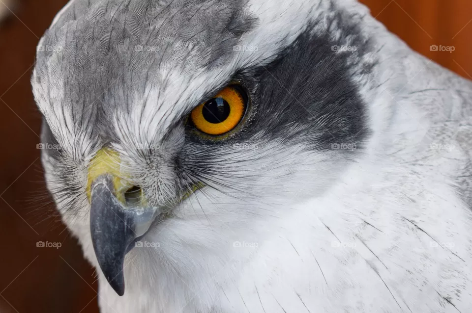hawk