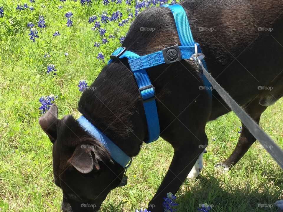 Dog in bluebonnets