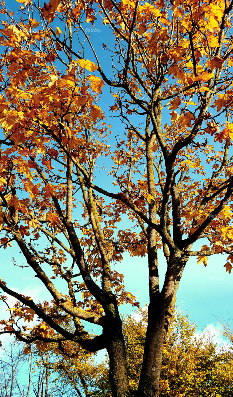 winter is coming 
fall