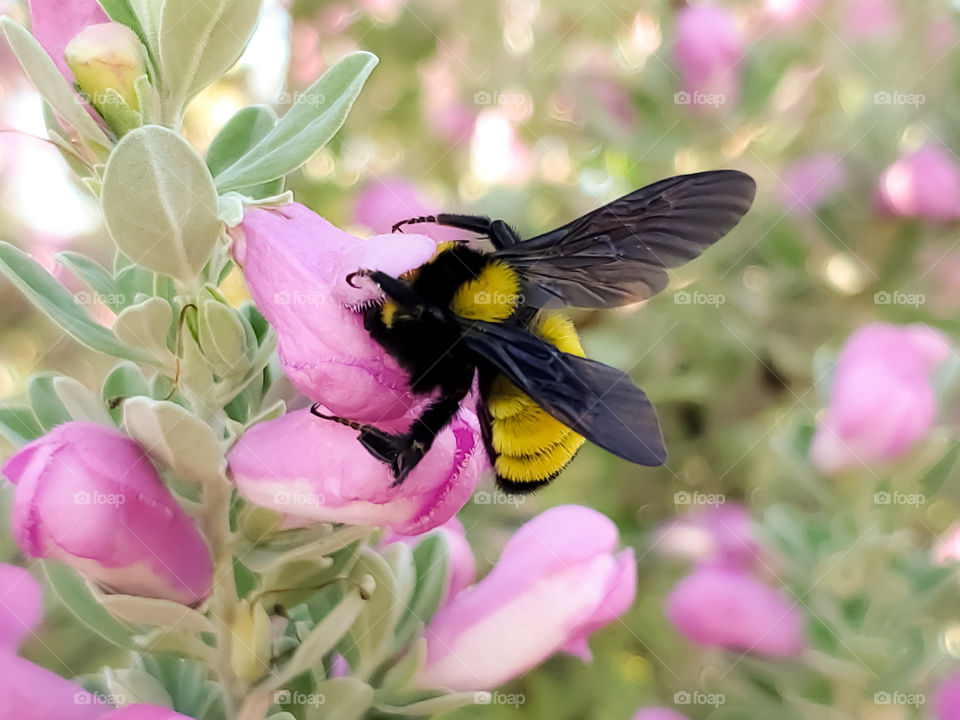 Yellow and black bumblebee pollinating a pink cenizo shrub flower