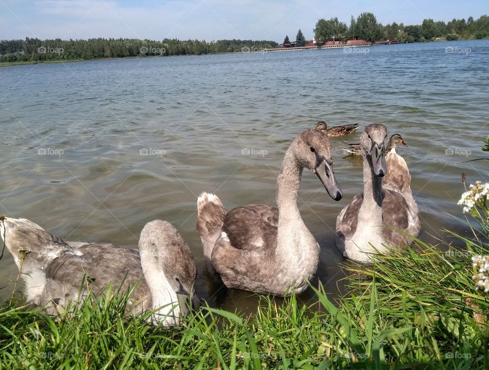 swans family on a lake summer landscape