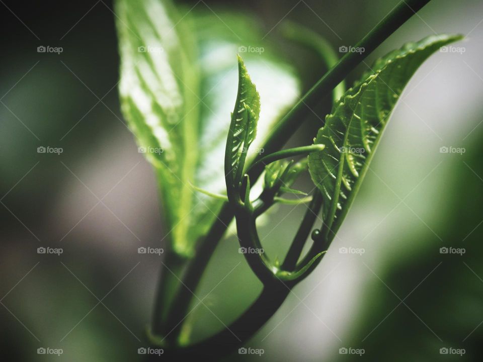 Green young leaves, leaves of passion fruit trees that are growing and developing
