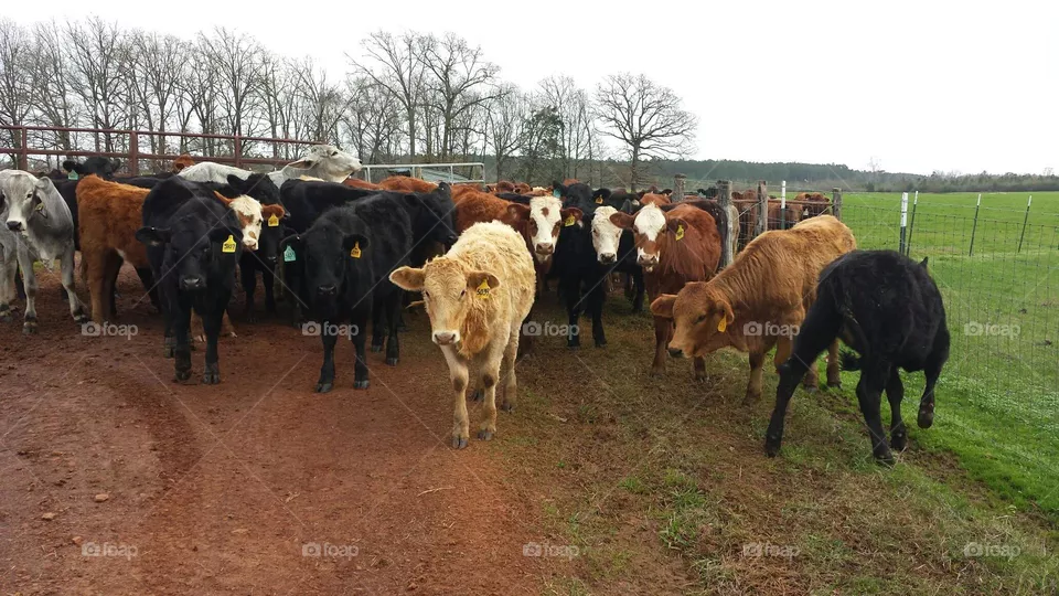 Ranch life