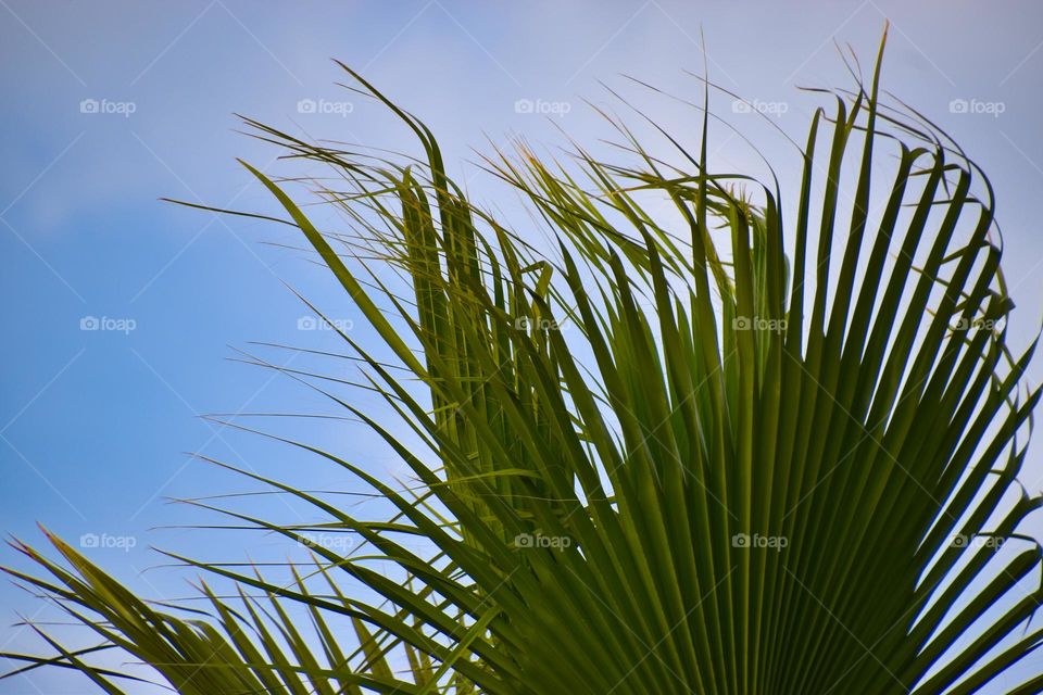 Palmtree