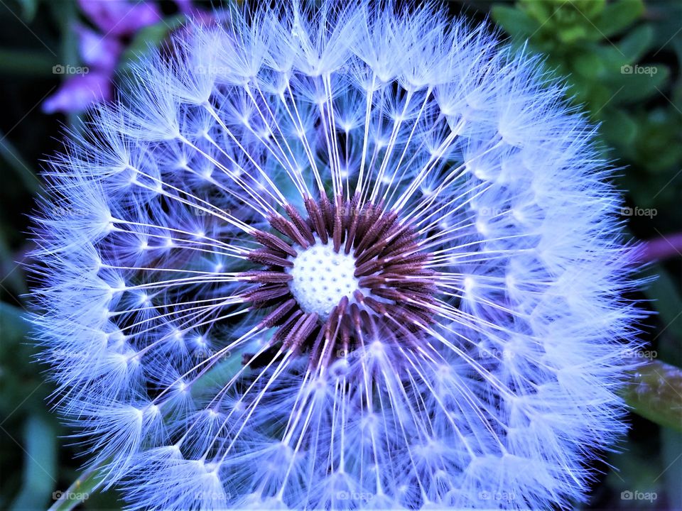 magical dandelion