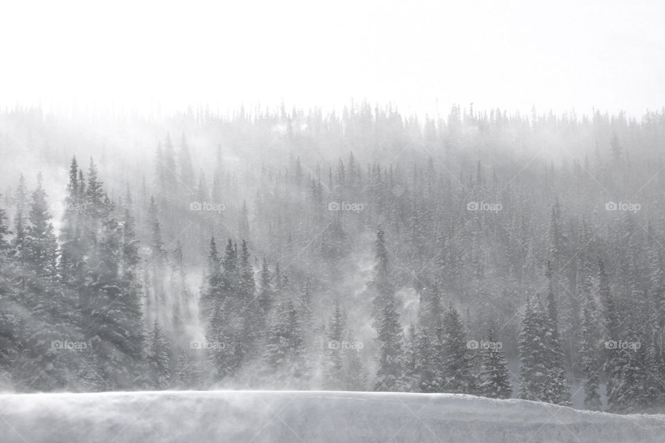 Snowy trees in the Colorado mountains. 