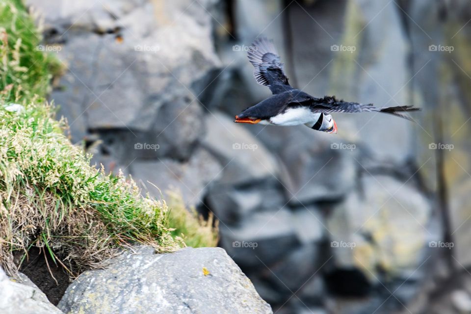 Puffin Flying Away