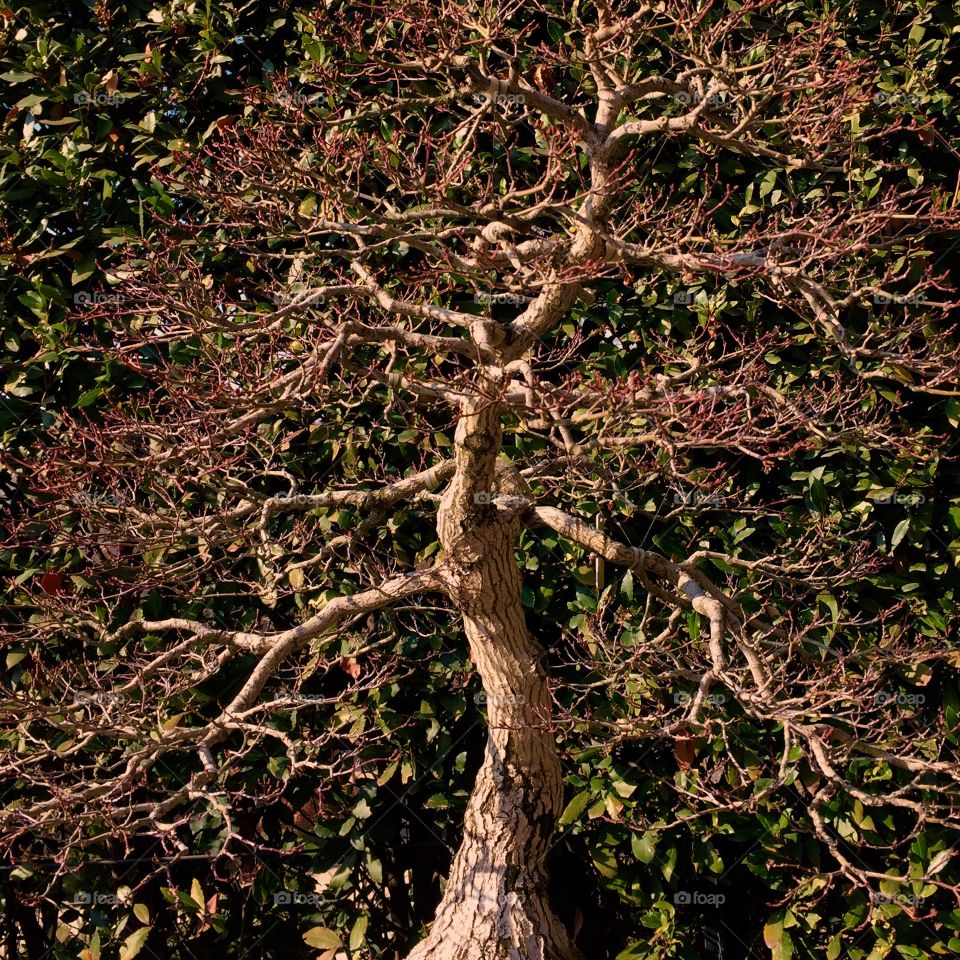 View of Bonsai tree