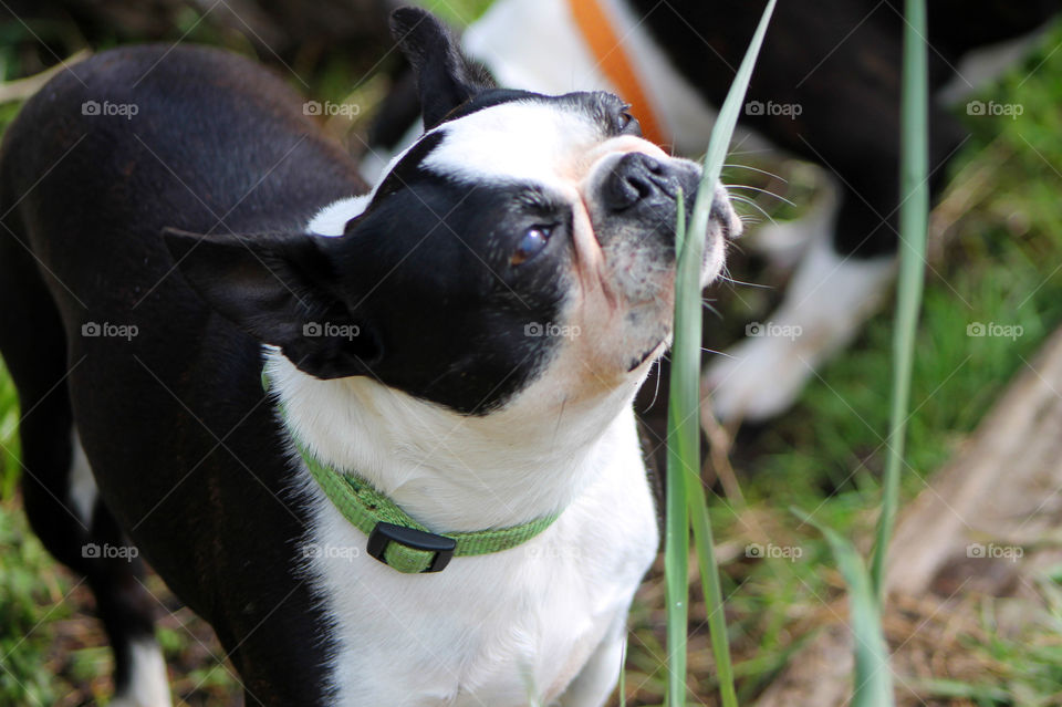 My Boston Terrier is happy to smell everything on our beach walk. She seems very happy with the smell of the new shoots of beach grass.