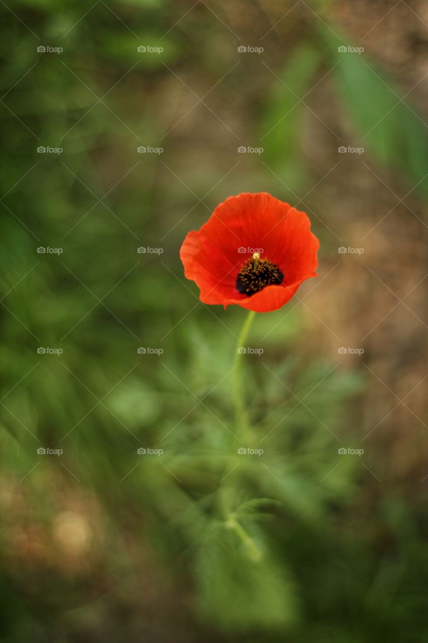 Macro photo of a poppy in the park with a beautiful bluer in the background