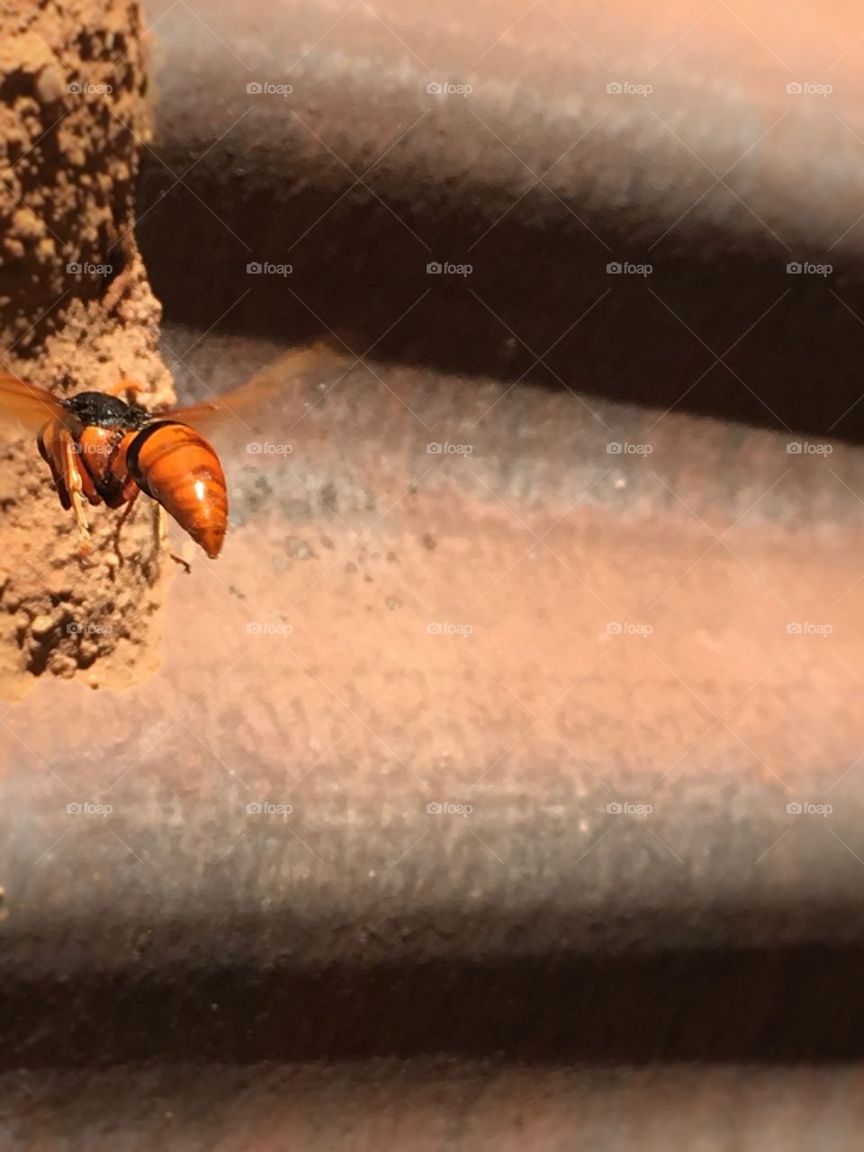 Wasp in motion