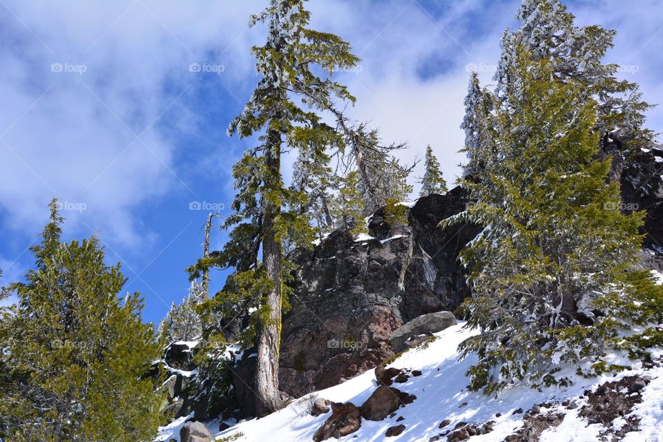 Winter forest landscape 