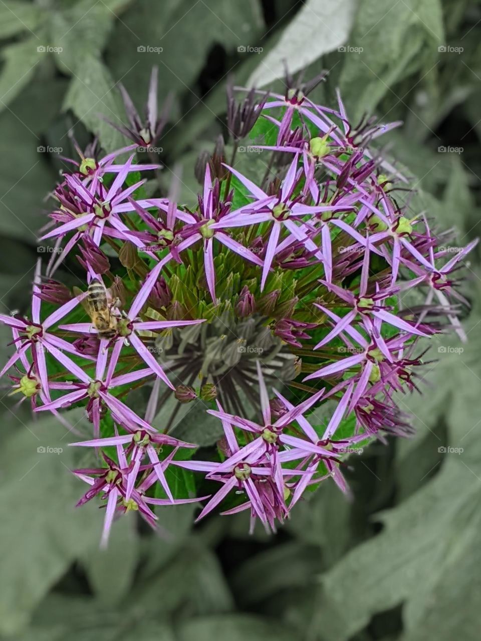 color pop, bee on a purple flower with thin petaled, star-shaped blooms. the less saturated leaves frame the flower