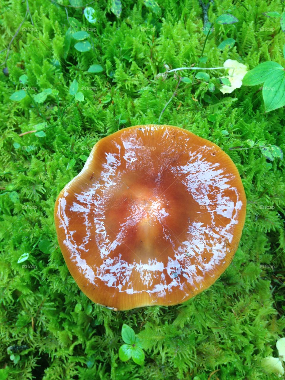 Mushroom close up