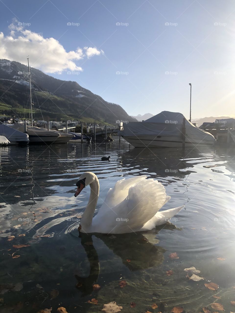 swan swims in a swiss lake