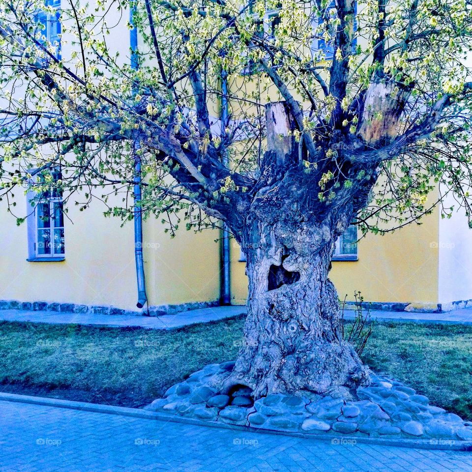 Old tree