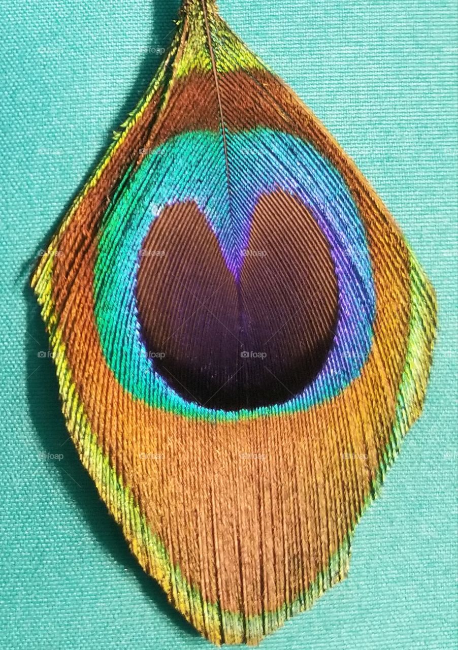 the eye of the peacock feather