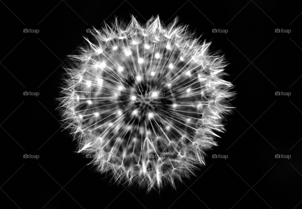 Dandelion Nucleus