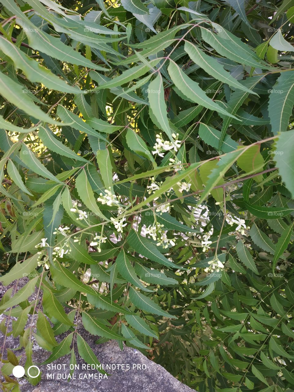 leaves and flowers