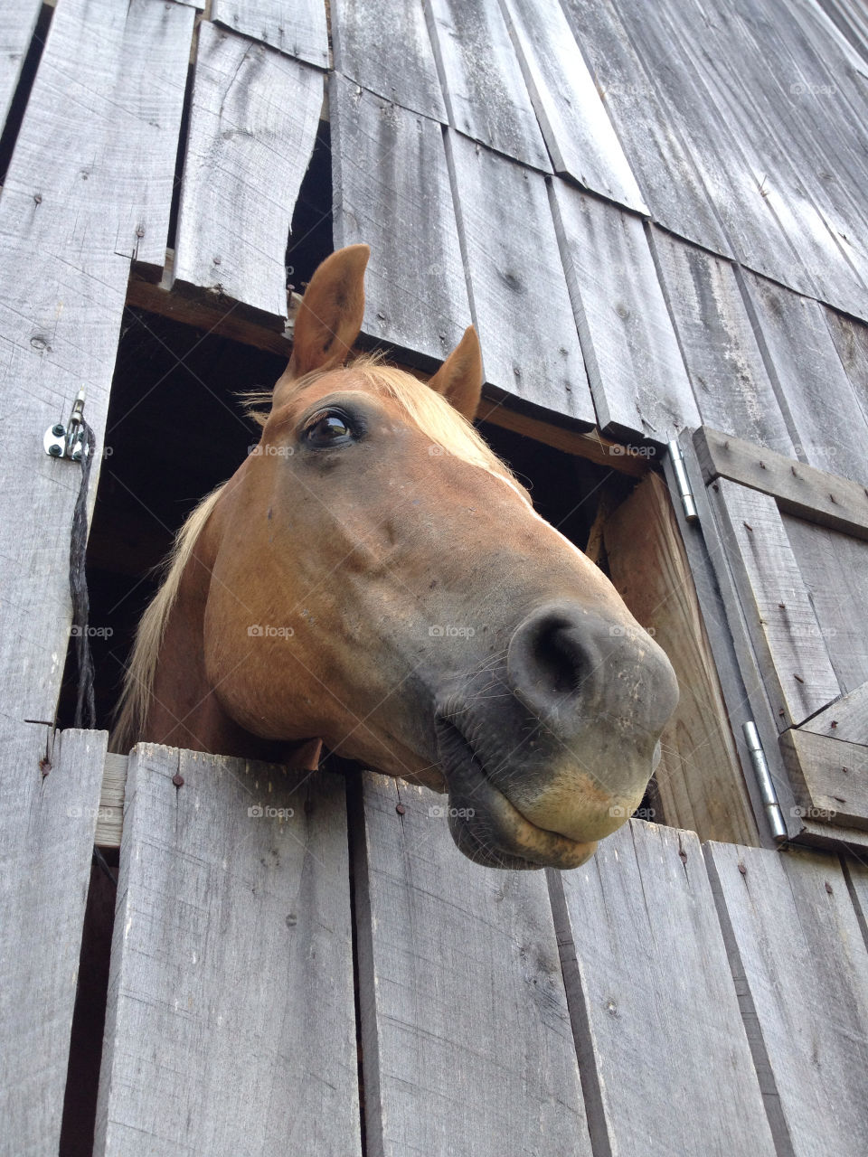 face mammals barn horse by hollyau92