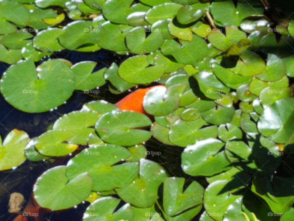 Gold fish in Lily pad