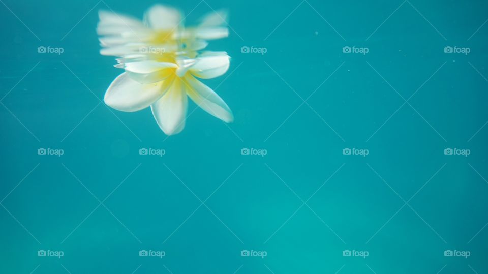 Plumeria underwater relaxing