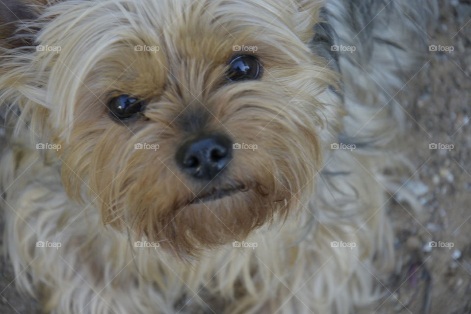 Cute Yorkshire terrier