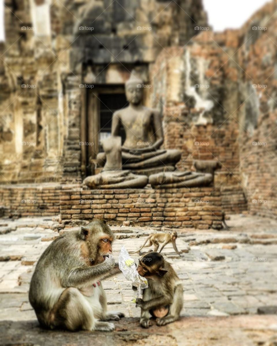 Mother monkey shares some food with her child. I spotted these Rhesus Macaques at a temple in Lopburi, Thailand.