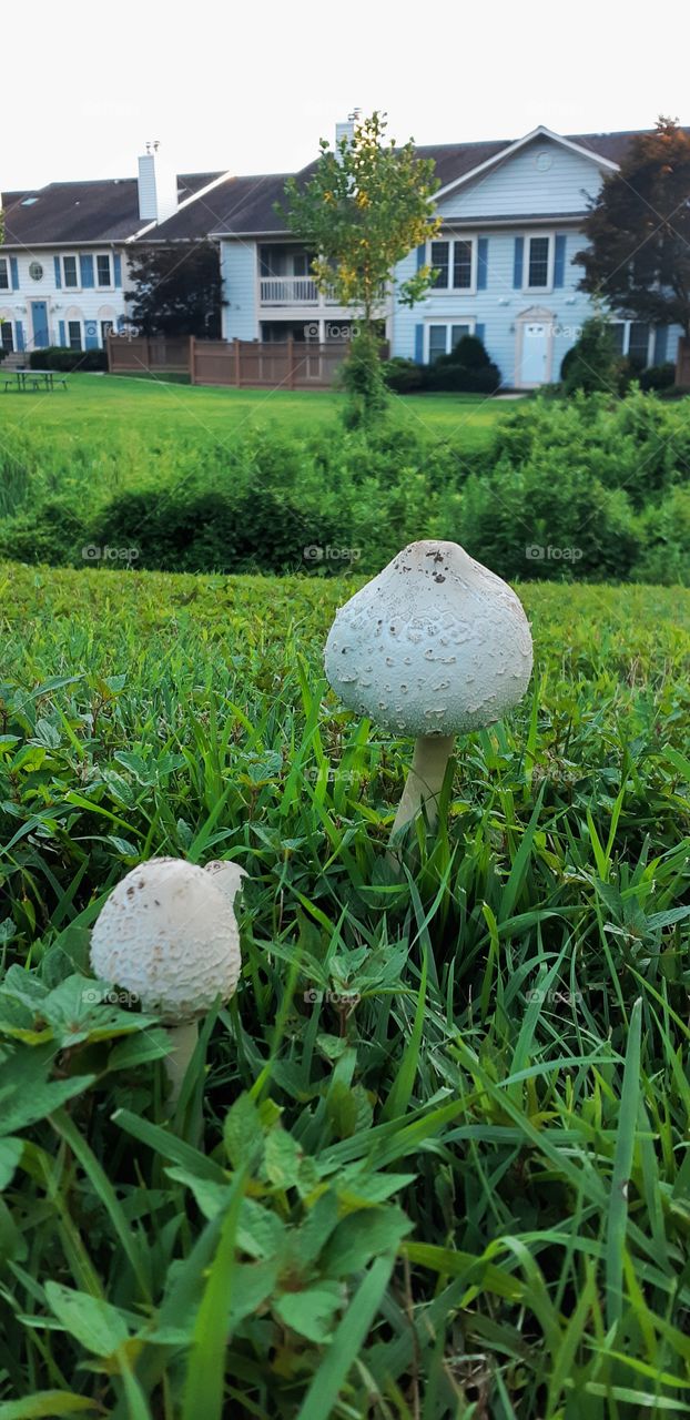 Homes; just for different creatures.