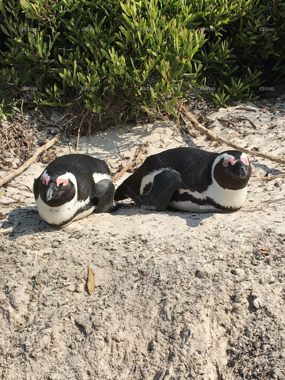 Penguin couple