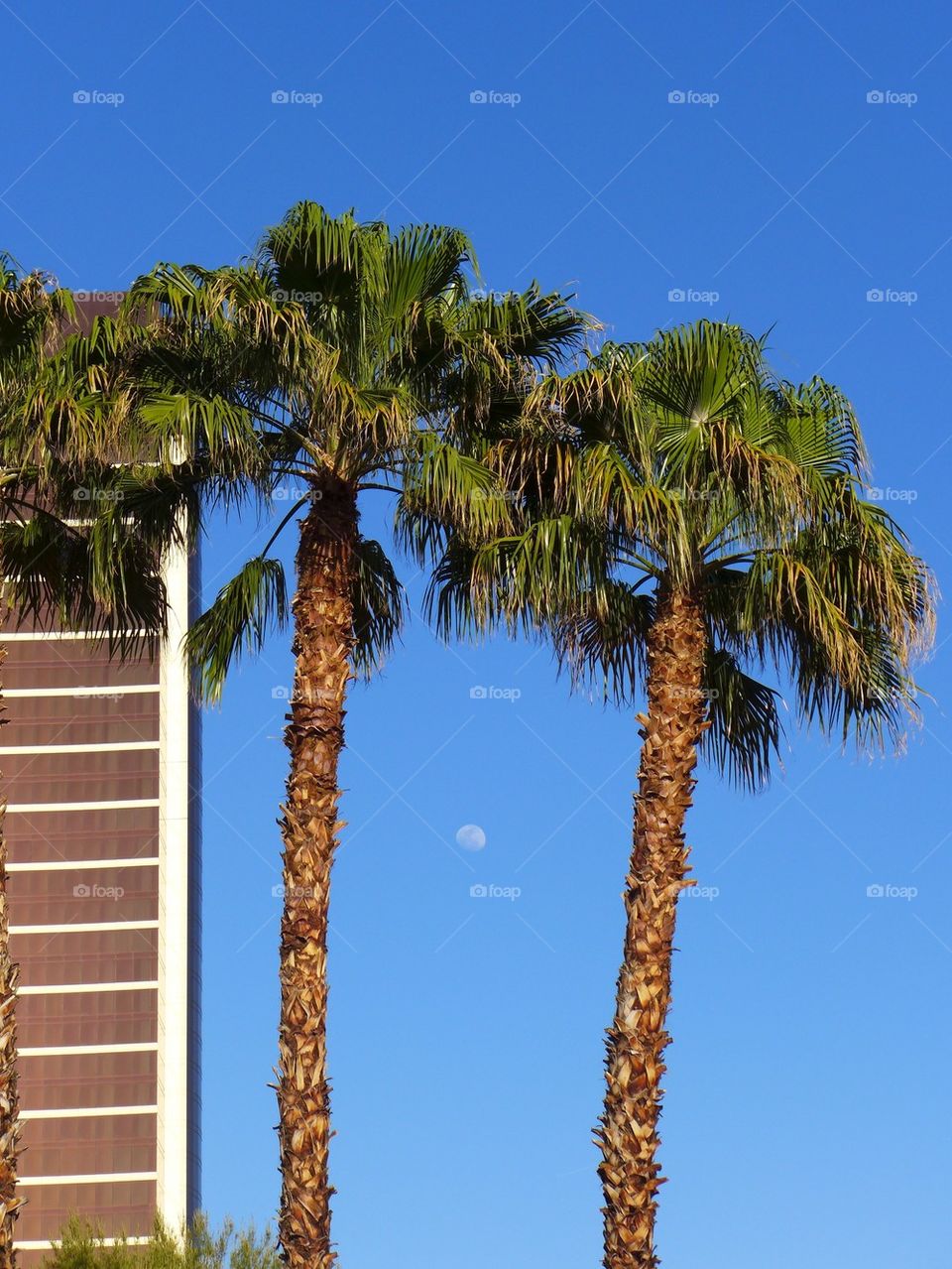 Daylight moon between palms