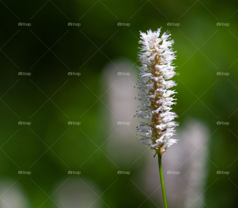 Flower with bokeh background