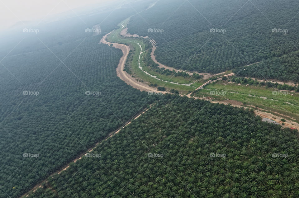 A river during the dry season reduced to a stream winding it’s way through an oil palm plantation