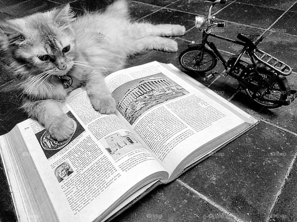 Reading a book with a bicycle and a cat