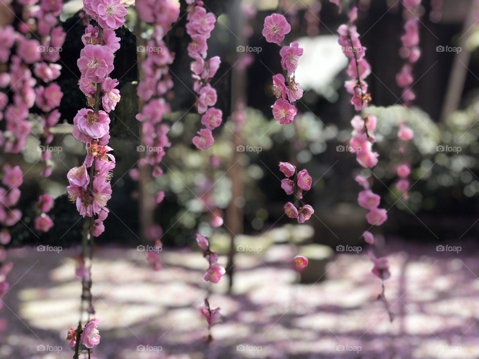 Beauty of japan cherry blossom