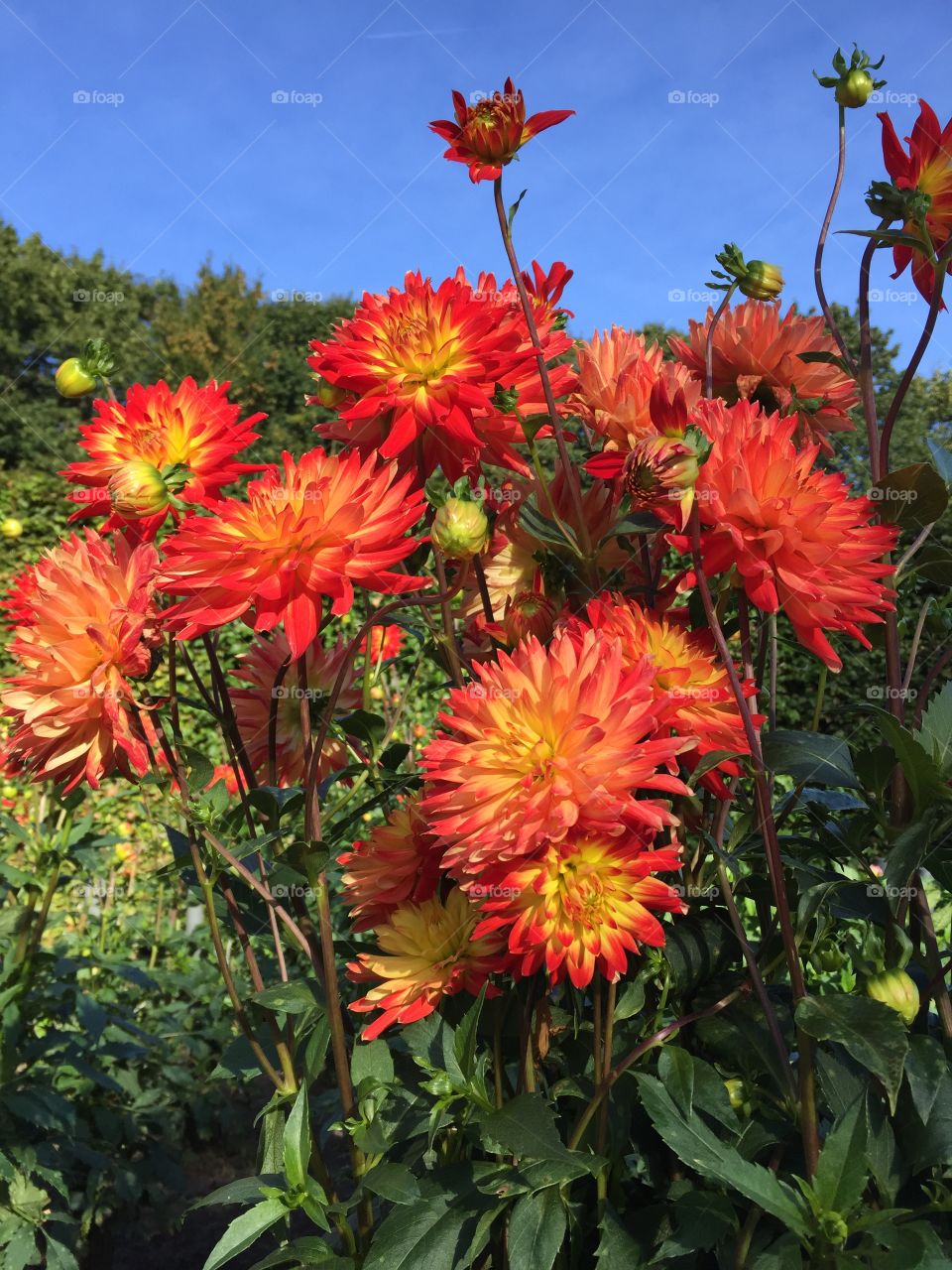 Blossoms of dahlia flowers